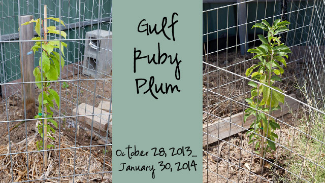 Gulf Ruby Plum