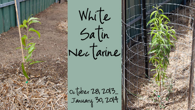 White Satin Nectarine