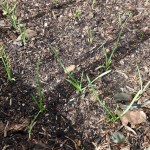 Growing Garlic…. July garden update