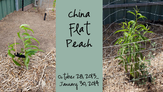 China Flat Peach