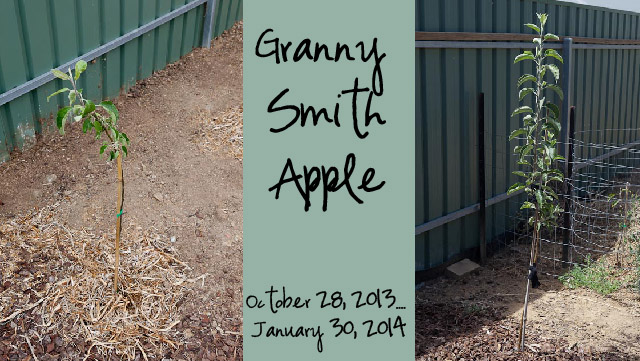 Granny Smith Apple