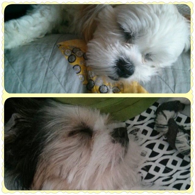 Both of my babies completely worn out!